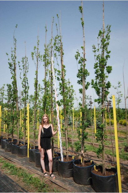 Дуб Фастігіата Костер - контейнер 50л/вис.380-420см/Ø30-50см/ШТАМБ см/обхват 6-8см